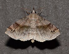 Dorsal photo of Spargaloma sexpunctata – Six-spotted Gray Moth