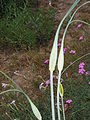 Allium flavum buds