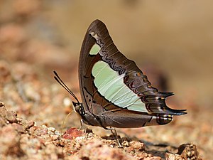 Ventral view