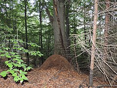 Ant nest in the forest