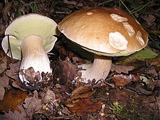 Two mushrooms with brown caps and light brown stems growing on the ground, surrounded by fallen leaves and other forest debris. One mushroom has been plucked and lays beside the other; its under surface is visible, and is a light yellow color.