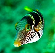 Valentinni's sharpnose puffer