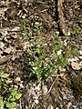 Cardamine flexuosa