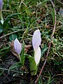 Colchicum hungaricum buds