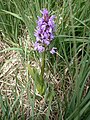 Dactylorhiza majalis subsp. sphagnicola