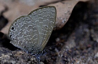 Ventral view