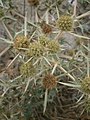 Eryngium campestre