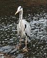 Grey Heron