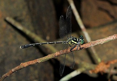 Heliogomphus lyratus (Q1311511)