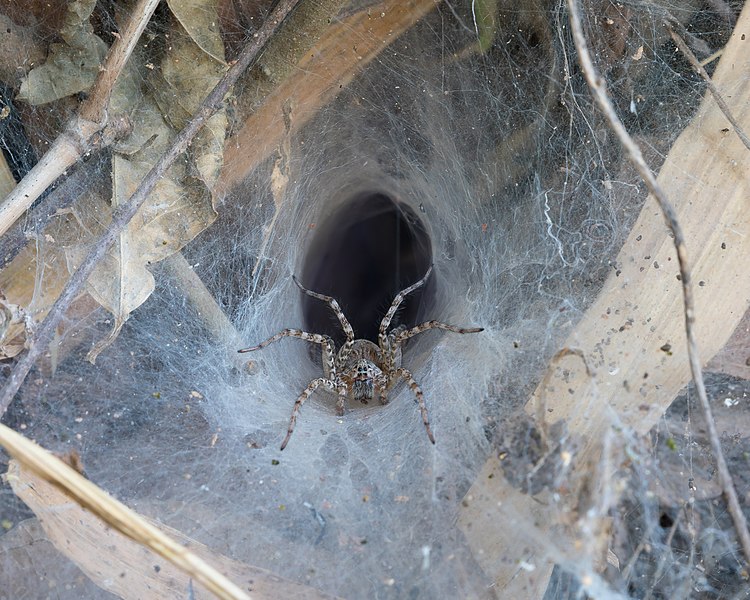图为漏斗状蜘蛛网中的长疣马蛛（Hippasa holmerae），摄于老挝四千岛。