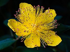 Hypericum calycinum Tasmania
