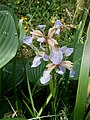 Iris foetidissima