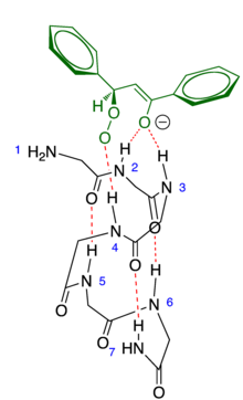 催化剂聚亮氨酸α-螺旋链活性位点的结构