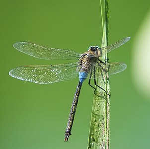 Anax parthenope male