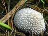 The "spiny puffball", species Lycoperdon echinatum