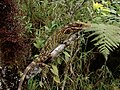 Anolis podocarpus, a lizard in the iguana family