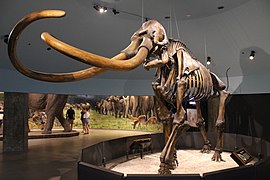 Skeleton of a Columbian mammoth from the tar pits, displayed in the George C. Page Museum