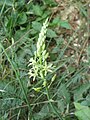 Ornithogalum pyrenaicum