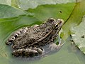 Image 7Marsh frog