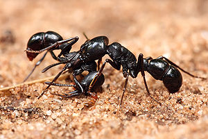 Two Plectroctena sp. ants fighting.
