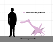 Pterodaustro size