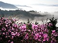 日本的杜鹃花(丹波篠山市)