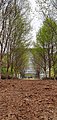 Avenue of trees in the garden