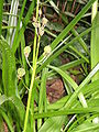 Scilla lilio-hyacinthus fruits