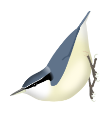 Digital drawing of a bird with grey upperparts, whitish underparts, and a black eyestripe