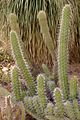亨廷顿沙漠花园（英语：Huntington Desert Garden）中的 Stenocereus gummosus（英语：Stenocereus gummosus）