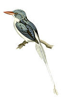 Biak Paradise-kingfisher