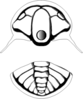 Tchernyshevioides ninae