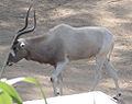 漢諾威動物園的旋角羚