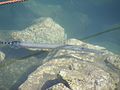 Atlantic Trumpetfish in the Marina of San Sebastian de La Gomera, Canary Islands, Spain