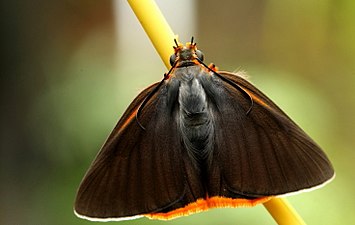 Dorsal view