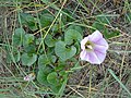 Calystegia soldanella'