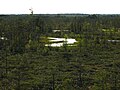 Large bog Cenas Tīrelis in Babīte Municipality