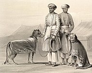 Men in white pajamas with hunting cheetahs, India 1844.