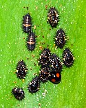 Larvae, pupae and adult cactus lady beetle