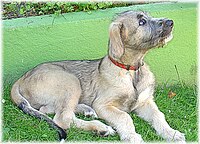 An Irish Wolfhound puppy