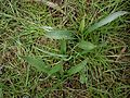 Colchicum hungaricum leaves