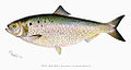 American shad