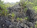 Dracaena cochinchinensis habitat