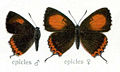 Male on left, female right