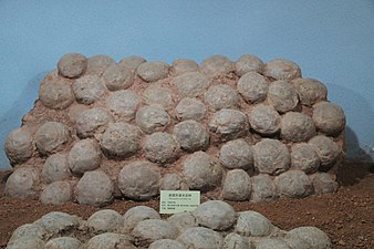 Paraspheroolithus eggs in Henan Geological Museum