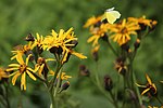 on Ligularia dentata with Parnara guttata, Mount Ibuki, Shiga prefecture, Japan.