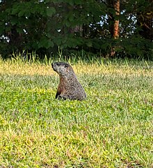 A Groundhog in northern Ontario, Canada on high alert for predators.