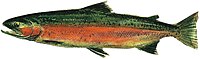 Drawing of freshwater spawning phase of male steelhead
