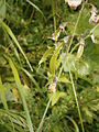 Lathyrus heterophyllus fruits