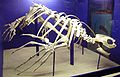 Leatherback turtle skeleton (Dinosaurland)